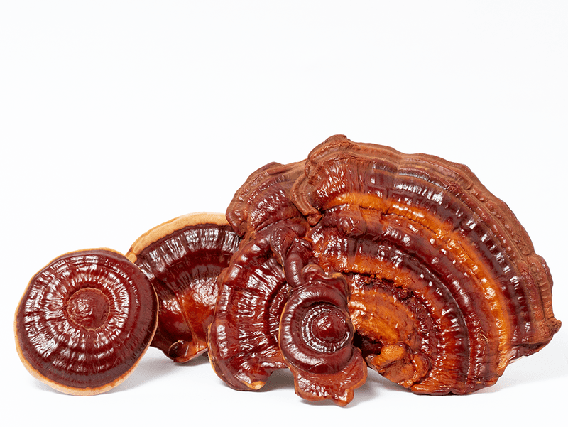 Premium Dried Reishi Mushrooms Natural Health and Wellness Boost